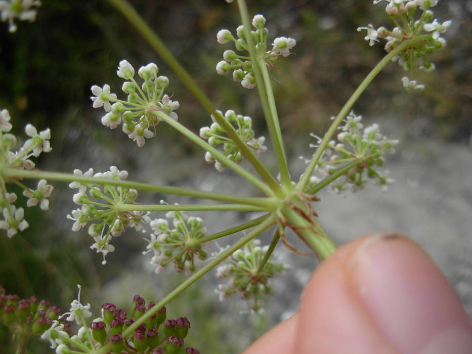 Peucedanum  cervaria (=Cervaria rivini ) / Imperatoria cervaria